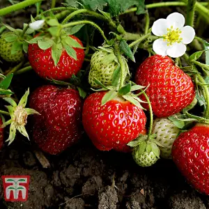 Strawberry Sweet Sensation 6 Bare Roots - Outdoor Fruit Plants for Gardens, Pots, Containers