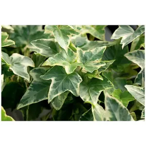 Large White Ivy - Hedera Helix - Evergreen Shrub in 13cm Pot - Indoor and Outdoor Use