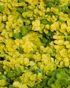 Lincolnshire Pond Plants Ltd Marginal Plants - Pond Plants (Lysimachia Nummularia Aurea) - 9cm Bareroot