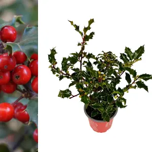 Holly Plant Ilex aquifolium Lucifer in 12cm Pot - Evergreen Glossy Foliaged Berried Shrub - Hardy Outdoor Growing Hedging Plant