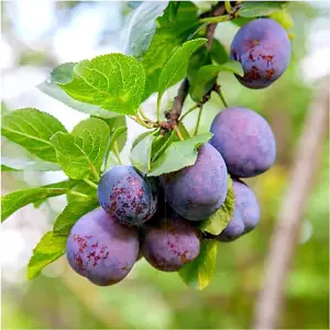 Plum Reine Claude d'Althan, 5-6ft Tall Tree, Large Purple Tasty Fruit, Lovely