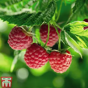 Raspberry (Rubus Idaeus) Polka 12 Canes