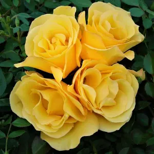 Rose Bush Keep Smiling - Floribunda Yellow Rose Bush for The Garden in a 3 Litre Pot