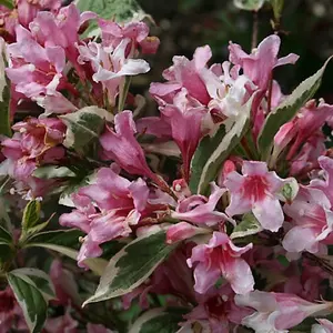 Weigela Variegata Garden Plant - Variegated Foliage, Pink Blooms (15-30cm Height Including Pot)