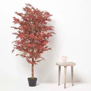 Homescapes Acer Tree in Pot, 150 cm Tall