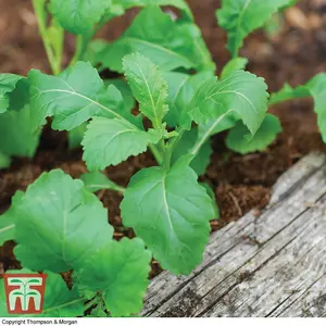 Wasabi Rocket 1 Seed Packet (500 Seeds)