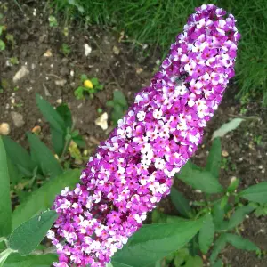 Buddleia Butterfly Bush Berries & Cream Florets in 9cm Pots Butterfly and Bee Magnet