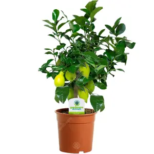 Citrus Lemon Tree: Young Lemon Sapling, Aromatic Foliage (25-35cm, 12cm Pot)