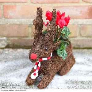 Gift Sitting Reindeer with Cyclamen Pot Plant x 1