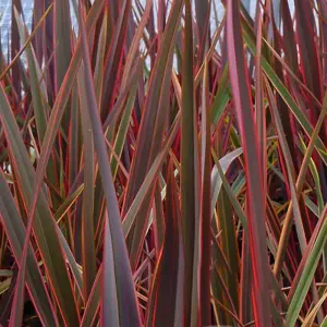 Phormium Maori Queen Garden Plant - Striking Variegated Foliage, Compact Size, Hardy (25-35cm Height Including Pot)