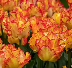 Caribbean Parrot Tulip Bulbs (100 Bulbs)