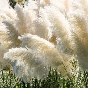 Cortederia Selloana Pampas Grass in a 9cm Pot - Pamapas Grass for Gardens and Homes