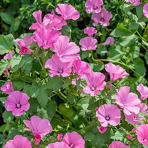 2 x Lavatera 'Rosea' - Tree Mallow Plants - Both Arrive in 9cm Pots