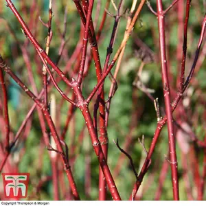 Cornus alba Kesselringii (White Dogwood 9cm Pot x 1