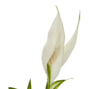 Verve Peace lily in White Ceramic Decorative pot 14cm