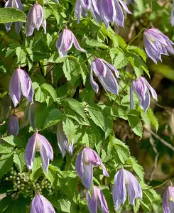 Dancing Clematis Collection - A Trio Of Alpine Climbers In 7cm Pots