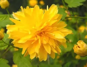 Kerria Japonica Pleniflora Yellow Pom Pom Plant 40-60cm in a 3 Litre Pot