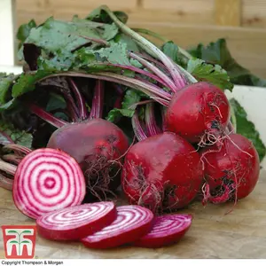 Beetroot Chioggia 1 Seed Packet (80 Seeds)