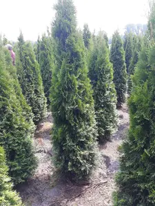 Thuja Smaragd White Cedar Hedging Plants x15 5-6ft Full Pallet of Rootball Trees