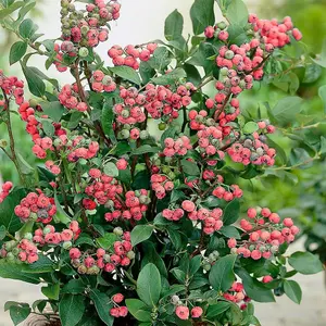 Blueberry Pink Lemonade Pinkberry Fruit Bush Vaccinium Berry Shrub Plant 2L Pot