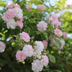 Paul's Himalayan Musk Rose Bush White Flowering Roses Rambler Rose 4L Pot