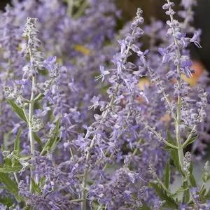 Lacey Blue Russian Sage Outdoor Shrub Plant Perovskia Garden Plants 2L Pot