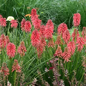 Kniphofia Poco Red - Striking Red Flowers, Upright Growth, Ideal UK Garden Plant, Compact Size (20-30cm Height Including Pot)