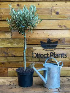 Direct Plants Large Standard Olive Tree 3ft With Chunky Lollipop Head Supplied in a 7.5 Litre Pot