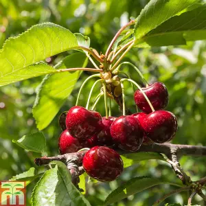 Potted Mini Fruit Tree Collection, Apple, Pear, Cherry, Plum Ideal for Small Gardens & Patios, Easy to Grow, 5 x Potted Plants