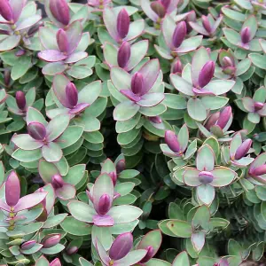 Hebe Red Edge Garden Plant - White Flower Spikes, Red Edged Foliage, Compact Size, Hardy (15-25cm Height Including Pot)