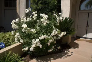 Rose Bush Iceberg - Floribunda White Hybrid Tea Rose in a 3L Pot