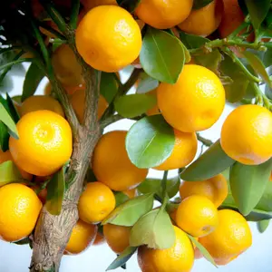 Orange Tree - Outdoor Fruit Tree, Grow Your Own Tasty Fruits, Ideal Size for UK Gardens in 20cm Pot (2-3ft)