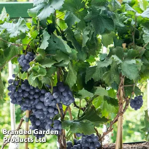 Grape Vine - Vitis vinifera Pixie Pinot Noir 14cm Potted Plant x 1