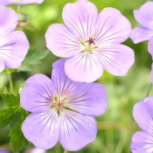 Geranium Azure Rush - Purple Flowers, Perennial Plant, Hardy, Compact Size (20-30cm Height Including Pot)