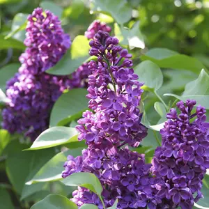 Charles Joly' Syringa Vulgaris - Branched Lilac Tree 30-40cm Shrub in a 2L Pot 3FATPIGS