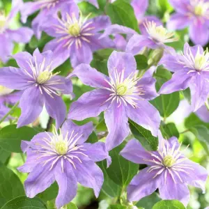 Clematis Justa - Light Purple Blooms, Climbing Vine, Morning Sun (20-30cm Height Including Pot)