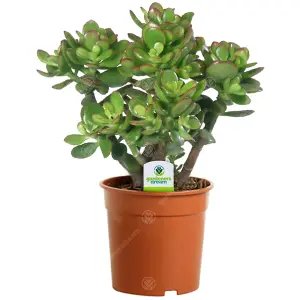 Crassula Ovata 'Jade Plant' - Lush Green Foliage, Ideal for Office & Home, Low Maintenance (10-20cm)