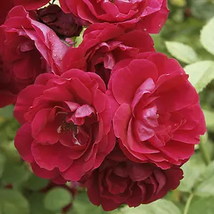 Rose 'Scarlet Queen Elizabeth' bare root(red)