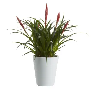 GoodHome Bromeliad Ceramic Decorative pot 12cm