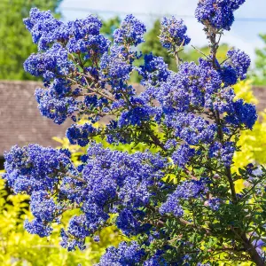 Ceanothus Dark Star - Deep Blue Flowers, Compact Size (20-30cm Height Including Pot)