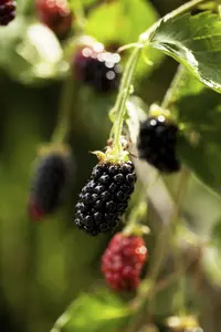 'Thornless' Blackberry / Rubus Fruticosus 'Thornless / Thornfree Sweet & Juicy 3FATPIGS