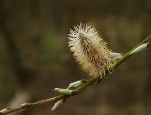 3-4 White Willow (Salix Alba) Field Grown Bare Root Hedging Plants Tree Sapling - Pack of 10