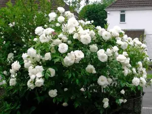 Rose Bush Iceberg - Floribunda White Hybrid Tea Rose in a 3L Pot