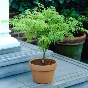 Japanese Acer palmatum Dissectum in a 3L Pot Green