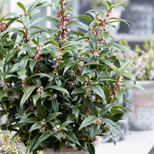 Sarcococca Purple Gem, Evergreen Shrub Plant for UK Gardens (15-25cm Height Including Pot)