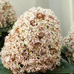 Skimmia Fragrant Cloud Plant in 2L Pot with Hessian Gift Wrap - Evergreen Outdoor Shrub - Easy to Grow Christmas Gardening Gift