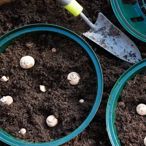 Bulb Planting Baskets x 20 - Easy to Use - Durable