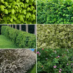 Mixed Native Hedging Collection of 50 Hedges height 40-60cm