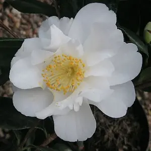 Camellia Silver Anniversary Garden Plant - Stunning White Blooms, Evergreen Foliage (15-30cm Height Including Pot)