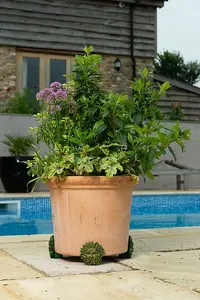 Green Man Plant Pot Feet - Set of 3 - L5.5 x W8.5 x H8.5 cm